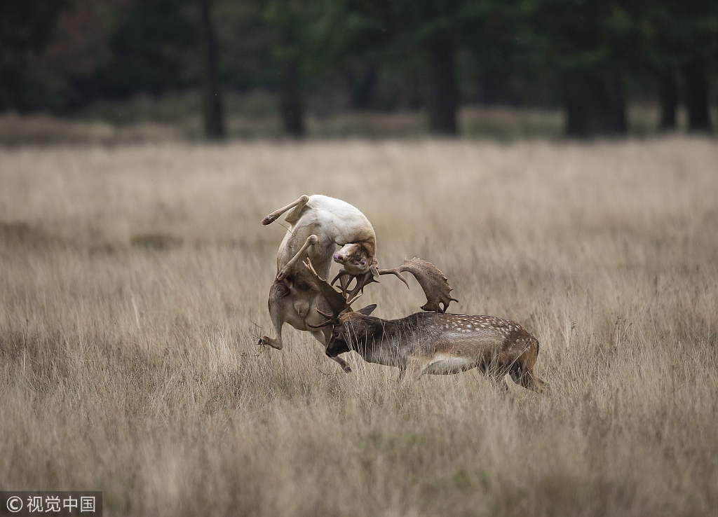雄鹿灌篮大放异彩,一路横扫公鹿取得东部半决赛资格 雄鹿灌篮大放异彩,一路横扫公鹿取得东部半决赛资格